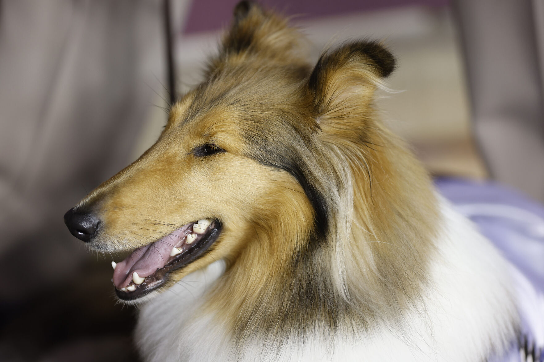 Reveille X